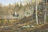 Ruffed Grouse Morning